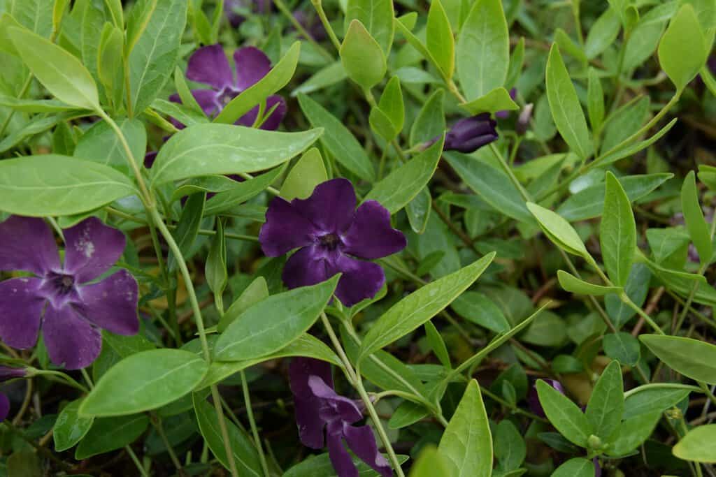 Vinca minor 'Atropurpurea' ---